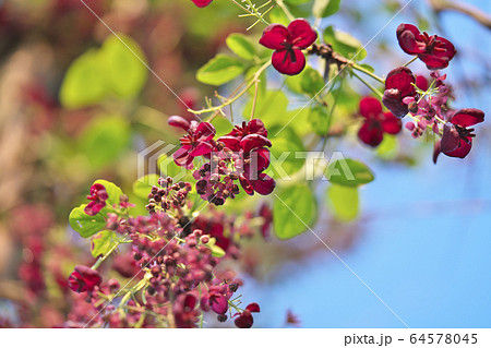ミツバアケビの花 64578045
