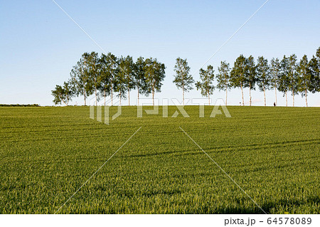 緑のムギ畑とシラカバ並木　美瑛町 64578089