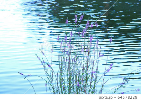 鯉が窪池の湖面と草花 64578229