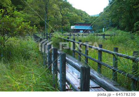 鯉が窪池の湿原 64578230