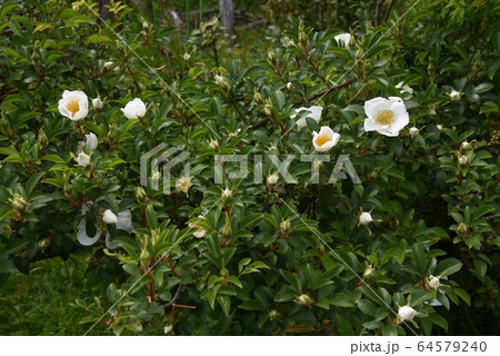 ナニワノイバラの花 64579240