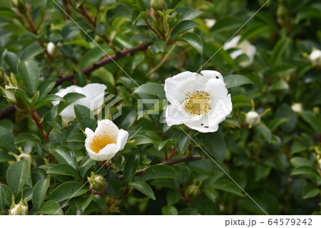 ナニワノイバラの花 64579242