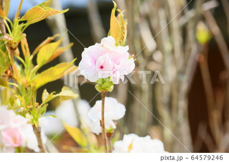 八重桜の花 64579246