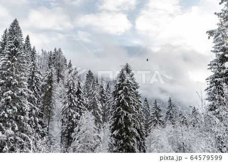 White scene of winter beauty snow forest inside, the river among the snow-covered forest, panorama of wild nature wintery background, Branches in hoarfrost 64579599