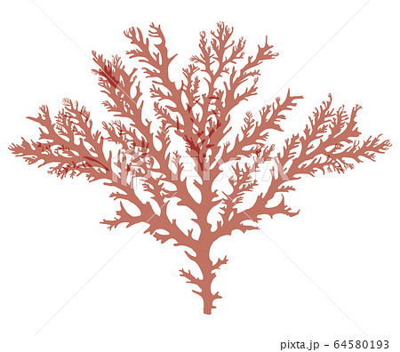 海藻 紅藻類 ベクター素材 ユカリのイラスト素材