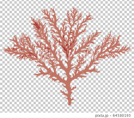 海藻 紅藻類 ベクター素材 ユカリ 海藻 紅藻類 ベクター素材 ユカリ 64580193