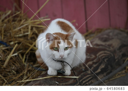 ねこ_北海道 64580683
