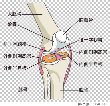 膝關節韌帶 64581615