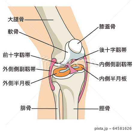 膝関節の構造 靱帯のイラスト素材