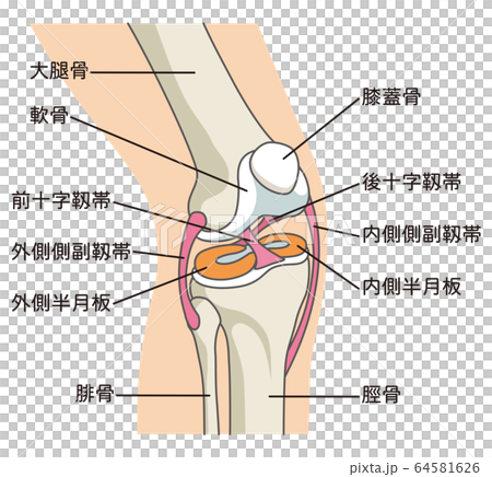 膝関節の構造 靱帯のイラスト素材