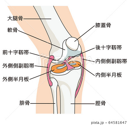 膝関節の構造 靱帯のイラスト素材 64581647 Pixta