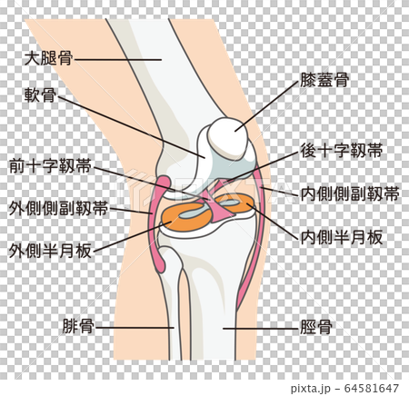 膝関節の構造　靱帯 64581647