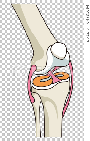 Knee joint structure Ligaments 64581694