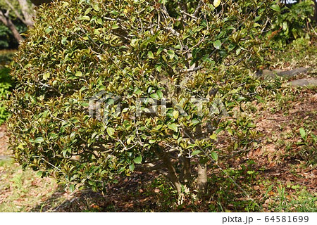 ヒイラギモクセイ 64581699