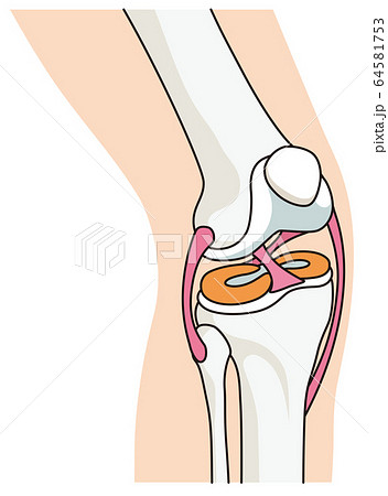 膝関節の構造　靱帯 64581753