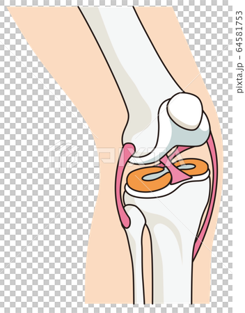 插图素材 膝关节韧带 查看全部