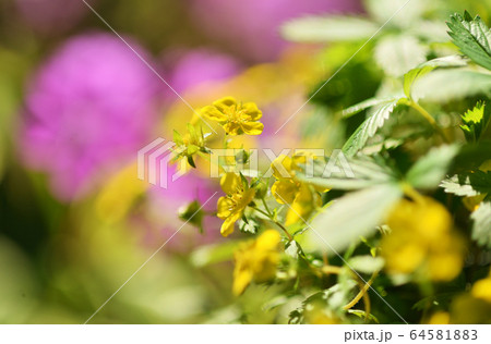 キジムシロ 64581883