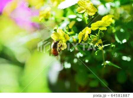 キジムシロ 64581887