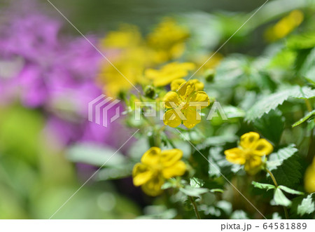 キジムシロ 64581889