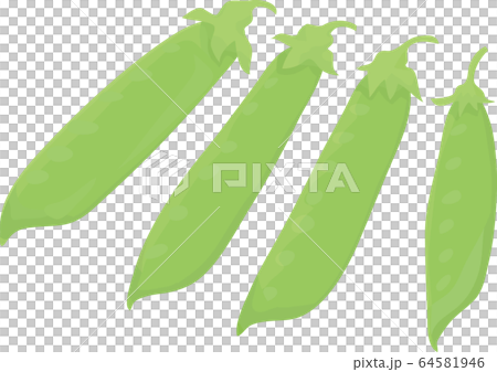 サヤエンドウ　豆　野菜 64581946