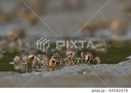 ミナミコメツキガニ　南米搗蟹　Soldier crab　群れ　1匹　デトリタス 64582078