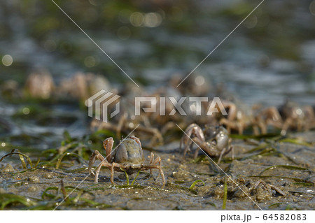 ミナミコメツキガニ 南米搗蟹 Soldier crab 群れ 1匹 デトリタス ミナミコメツキガニ 南米搗蟹 Soldier crab 群れ 1匹 デトリタス 64582083