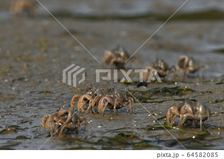 ミナミコメツキガニ 南米搗蟹 Soldier crab 群れ 1匹 デトリタス ミナミコメツキガニ 南米搗蟹 Soldier crab 群れ 1匹 デトリタス 64582085