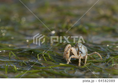 ミナミコメツキガニ　南米搗蟹　Soldier crab　群れ　1匹　デトリタス 64582089