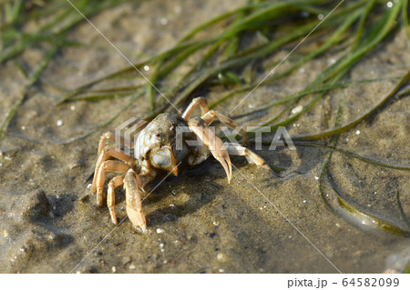 ミナミコメツキガニ　南米搗蟹　Soldier crab　群れ　1匹　デトリタス 64582099