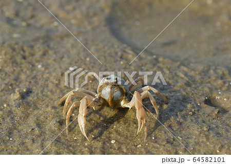 ミナミコメツキガニ　南米搗蟹　Soldier crab　群れ　1匹　デトリタス 64582101