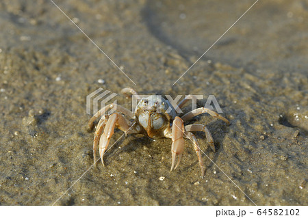 ミナミコメツキガニ　南米搗蟹　Soldier crab　群れ　1匹　デトリタス 64582102