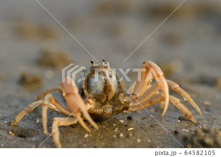 ミナミコメツキガニ 南米搗蟹 Soldier crab 群れ 1匹 デトリタス ミナミコメツキガニ 南米搗蟹 Soldier crab 群れ 1匹 デトリタス 64582105