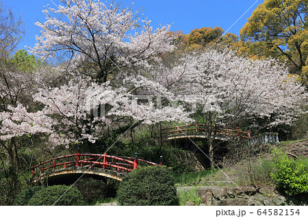 琴弾八幡宮境内、忠魂社付近の桜 64582154