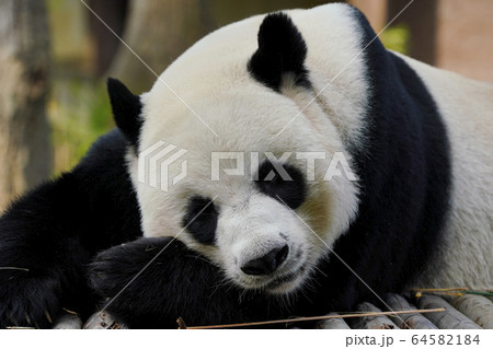 ジャイアントパンダ 64582184