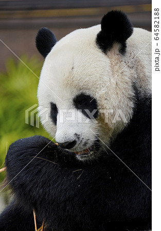 ジャイアントパンダ ジャイアントパンダ 64582188