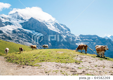 Cows and Swiss Alps mountain at Jungfrau region in Switzerland 64582269