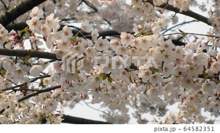 満開の桜 64582351