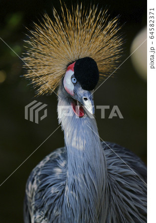 カンムリヅル 64582371