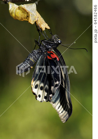 ナガサキアゲハの羽化 64582466