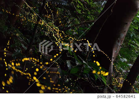 ヤエヤマボタル　filiformis yayeyamana　ヤエヤマヒメボタル　石垣島 64582641