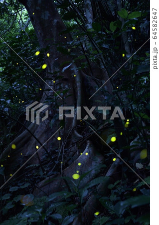 ヤエヤマボタル filiformis yayeyamana ヤエヤマヒメボタル 石垣島 ヤエヤマボタル filiformis yayeyamana ヤエヤマヒメボタル 石垣島 64582647