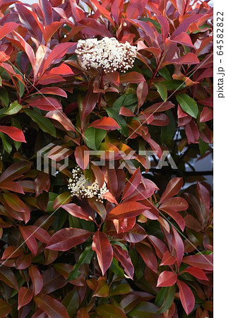 ベニカナメモチ レッドロビン の花の写真素材 6452