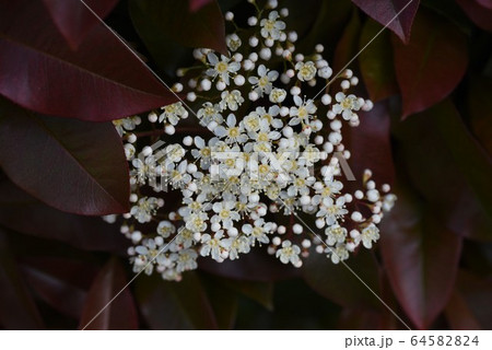 ベニカナメモチ レッドロビン の花の写真素材 6454