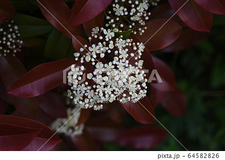 ベニカナメモチ レッドロビン の花の写真素材 6456