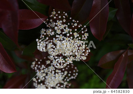 ベニカナメモチ レッドロビン の花の写真素材 6450