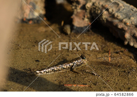 とんとんみー　ミナミトビハゼ　アップ　Barred mudskipper　干潟　マングローブ 64582866