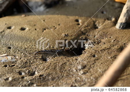 とんとんみー ミナミトビハゼ アップ Barred mudskipper 干潟 マングローブ とんとんみー ミナミトビハゼ アップ Barred mudskipper 干潟 マングローブ 64582868