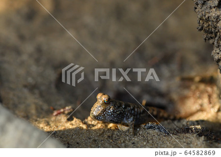 とんとんみー ミナミトビハゼ アップ Barred mudskipper 干潟 マングローブ とんとんみー ミナミトビハゼ アップ Barred mudskipper 干潟 マングローブ 64582869