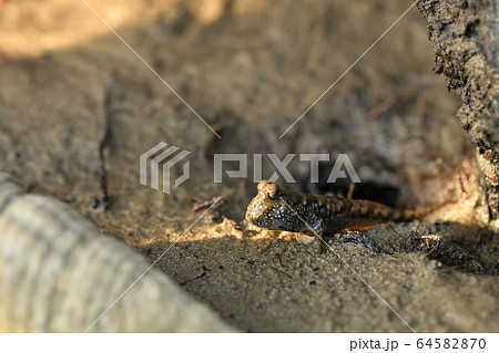 とんとんみー ミナミトビハゼ アップ Barred mudskipper 干潟 マングローブ とんとんみー ミナミトビハゼ アップ Barred mudskipper 干潟 マングローブ 64582870