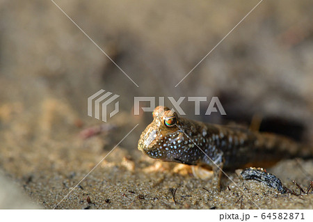 とんとんみー　ミナミトビハゼ　アップ　Barred mudskipper　干潟　マングローブ 64582871